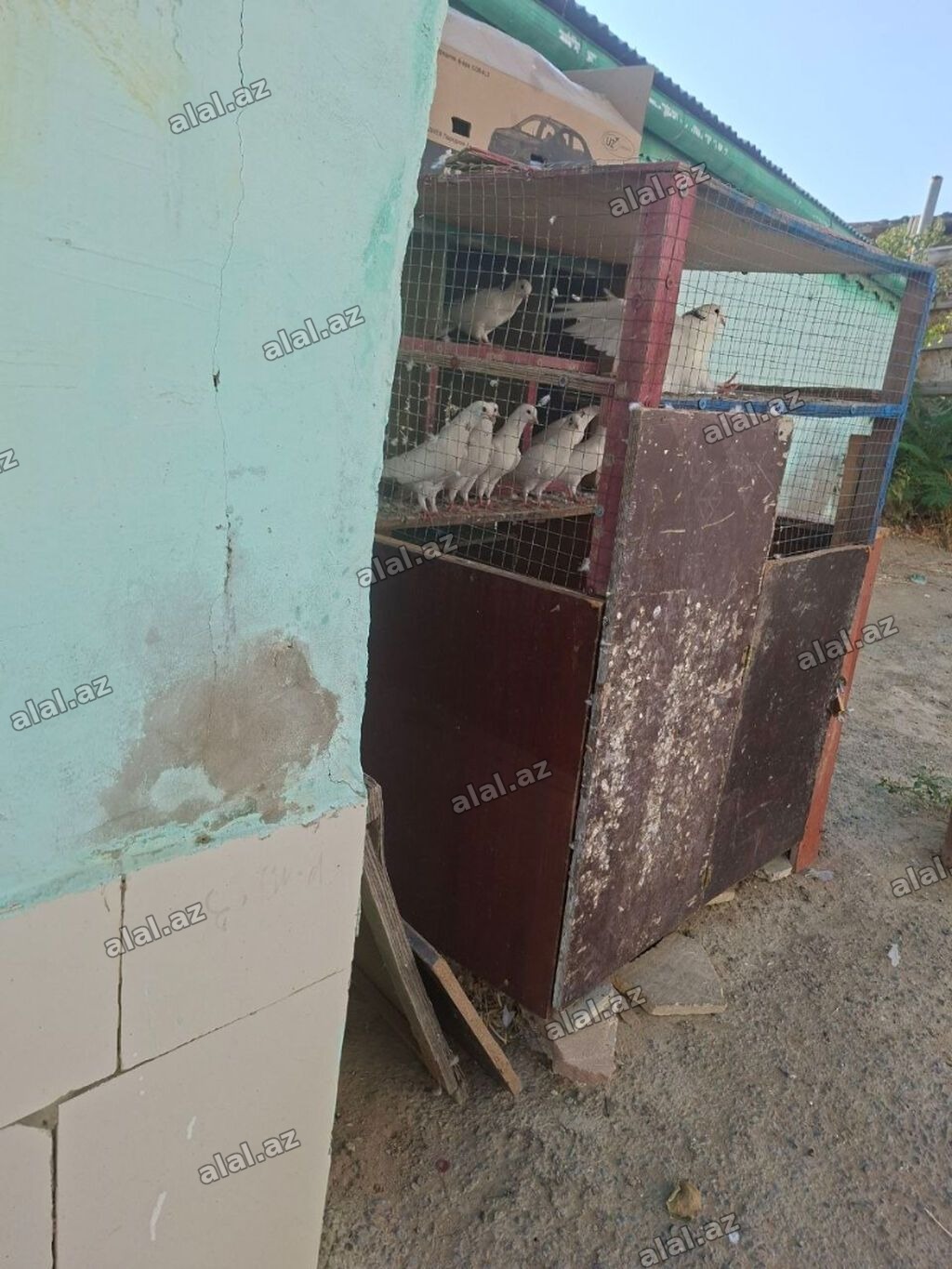 Tergidirem isle elaqeder hamsi cutdur uçuslu heyvanlardi baxan bilecey