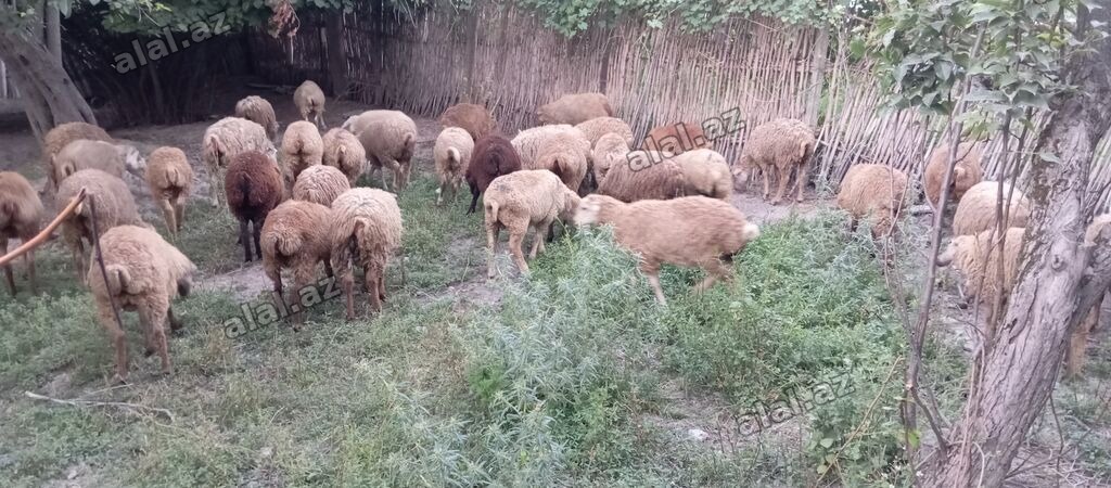 38 baş quzu satilir kom .ünvan Ağsu
real aliciya azca endirim ederik