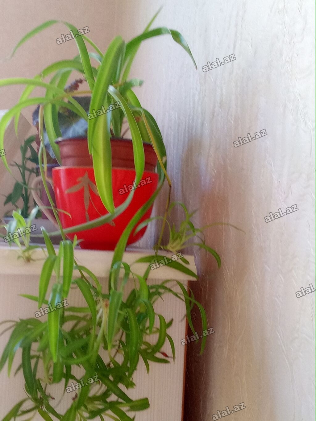 Xlorofitum (Spider Plant) – asma və masaüstü üçün dekorativ otaq