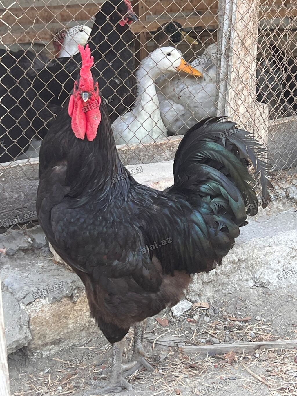 Xoruz, il: 2, Ünvandan götürmə
