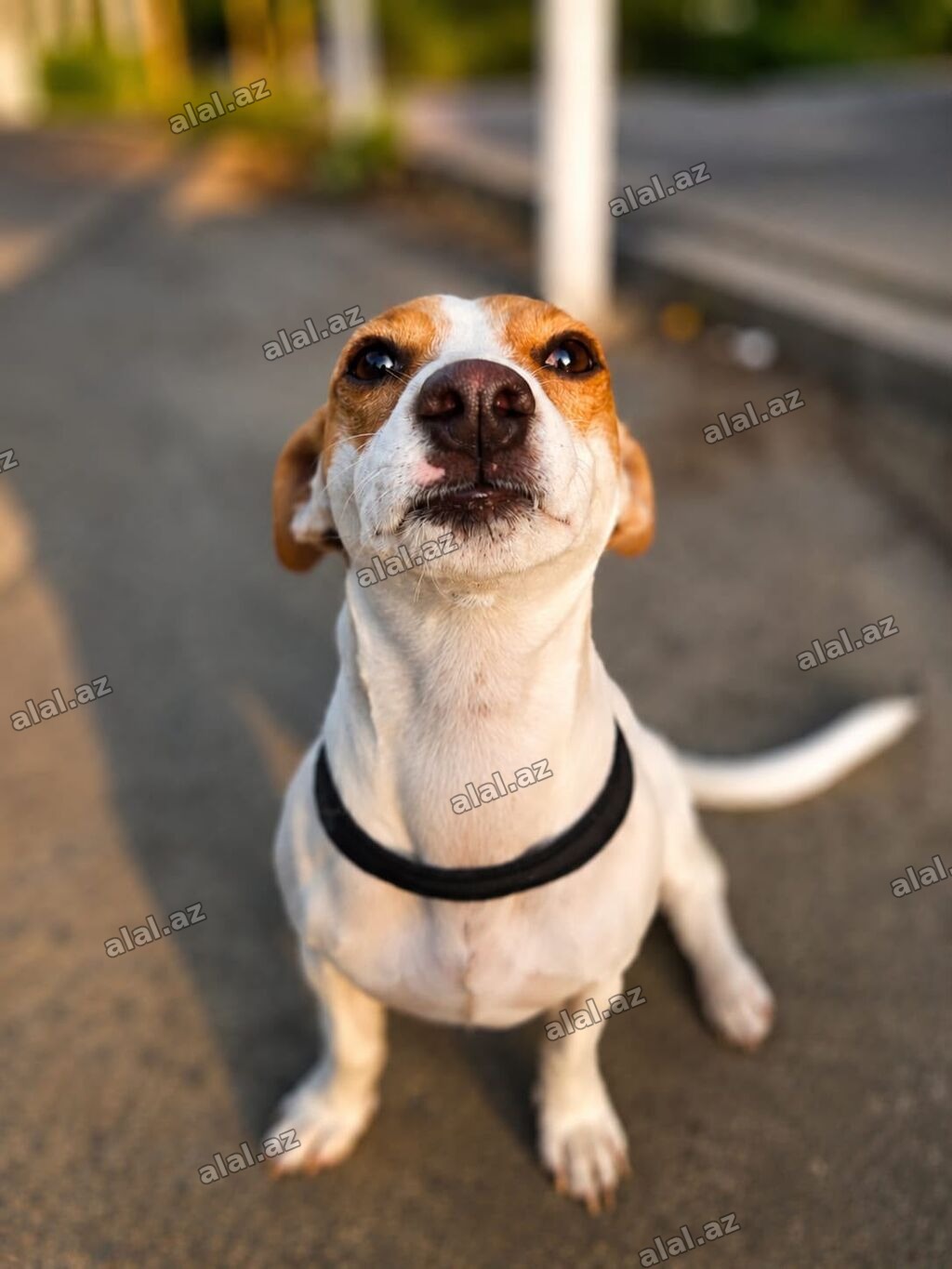 🐶 TƏCİLİ! Safqan Cek Rassel yeni ailəsini axtarır! ❤️ Çox sevdiyimiz