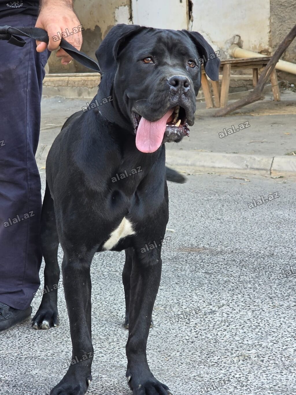 Kane-Korso, 8 ay, Dişi