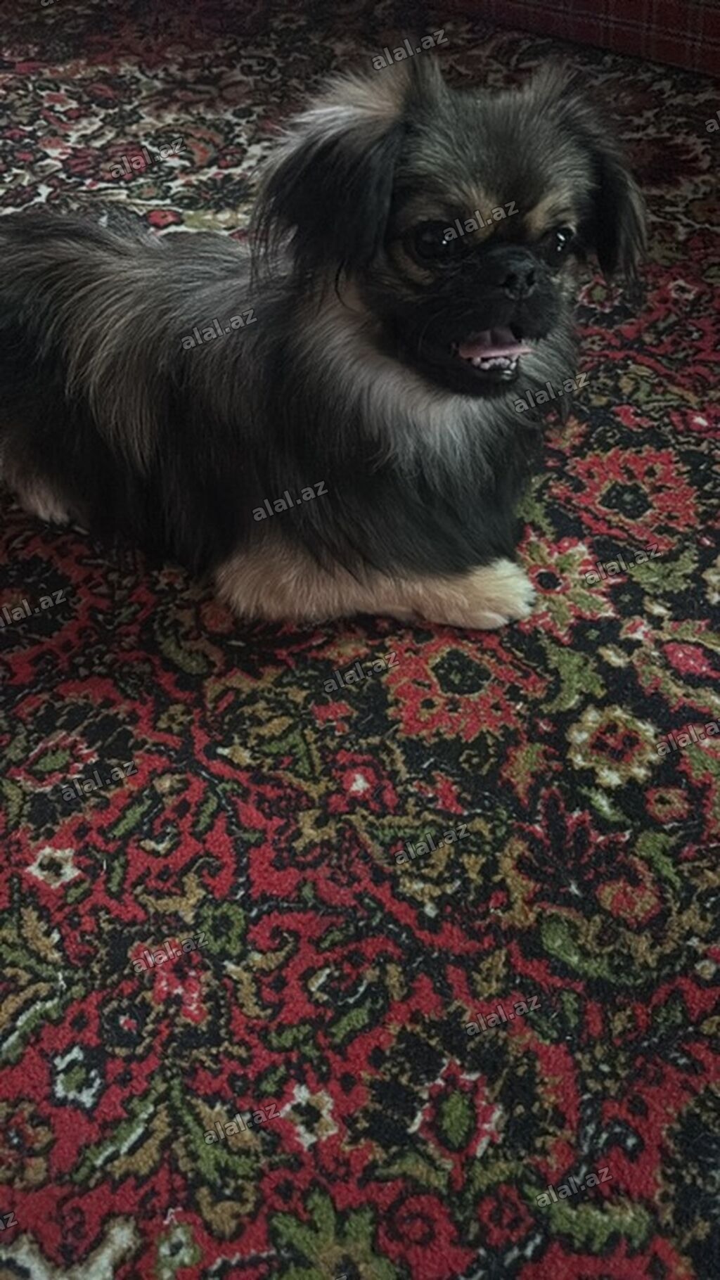 Pekines, 1 il, Erkək, Ünvandan götürmə