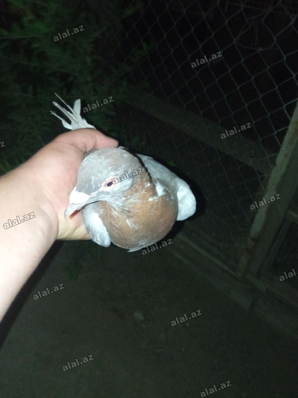 Salam 2 dənə Erkey drakon satılır tam sağlam heyvanlardır ünvan