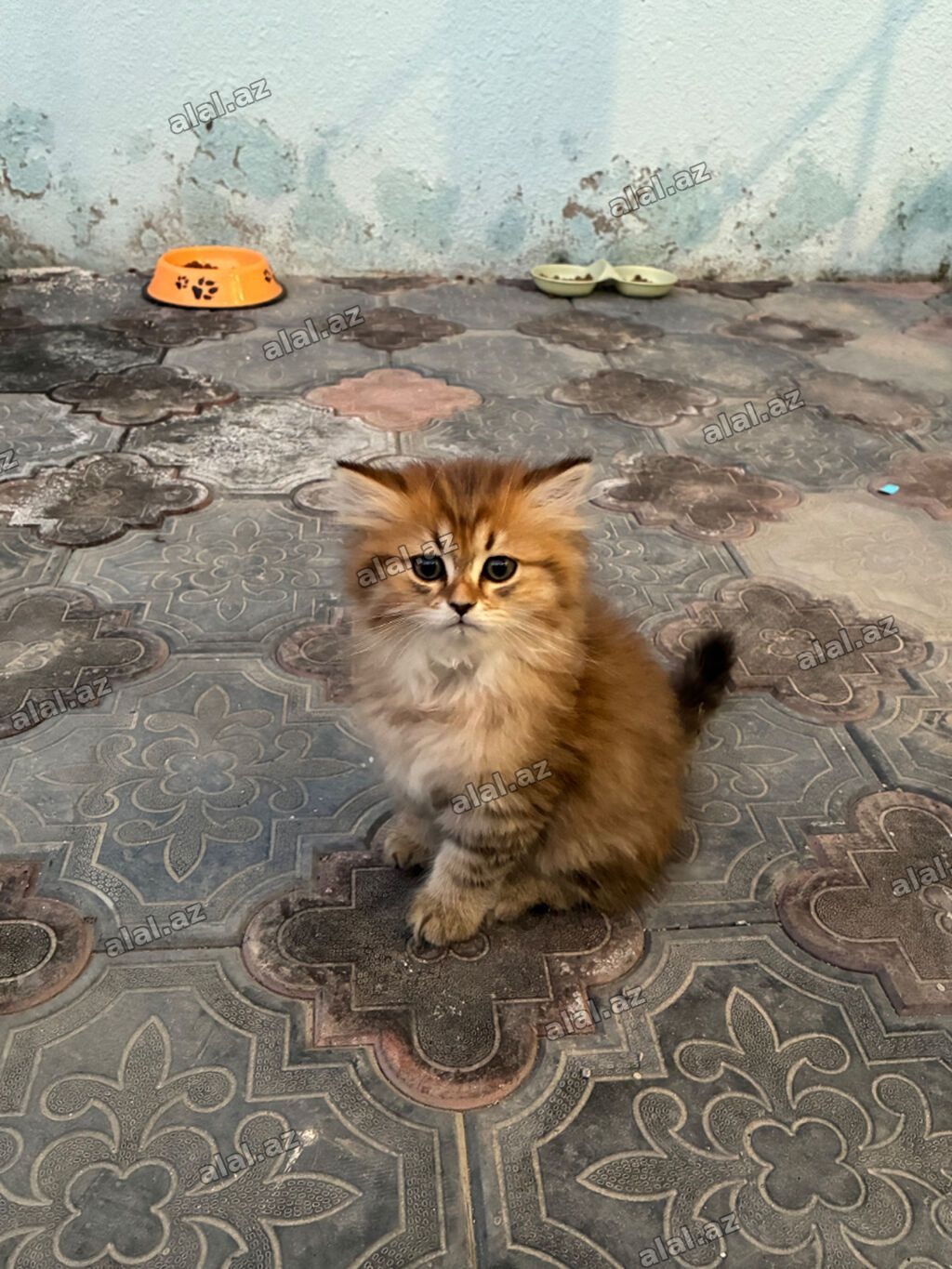 Salam, ətraflı məlumat üçün əlaqə nömrəsinə zəng edin