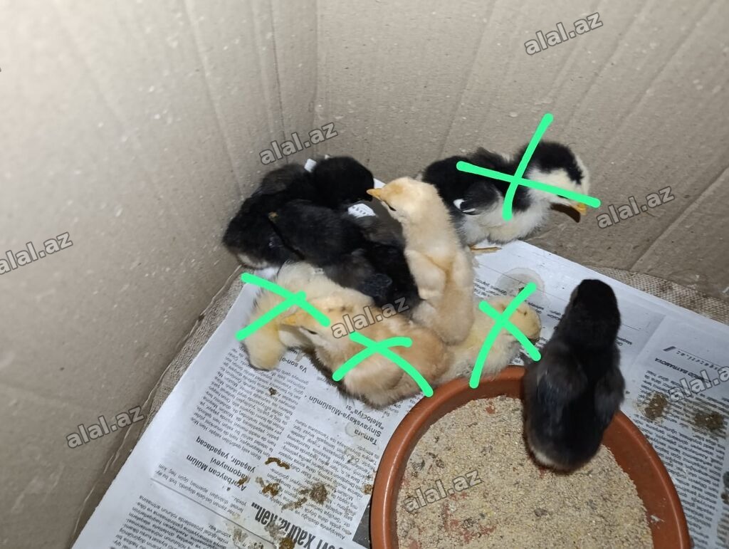 Toyuq cücələri, Damazlıq, Ödənişli çatdırılma