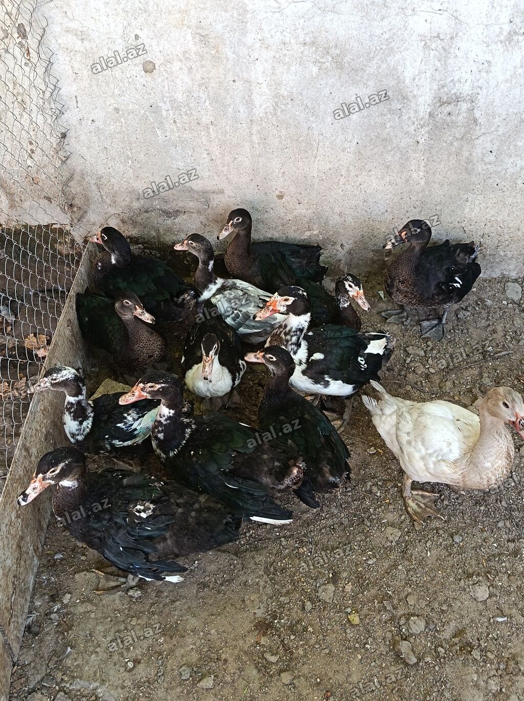 Lal ördəkdi lavanda zümrüd və yerli lal ordek di 2 gunlukde yanimizda