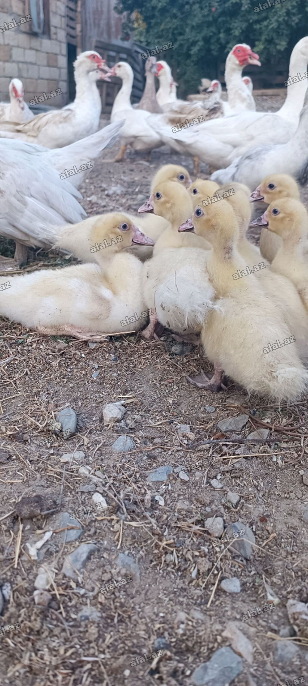 Aq muskov cins ordeyler balasi satilir unvan saray qesebesi