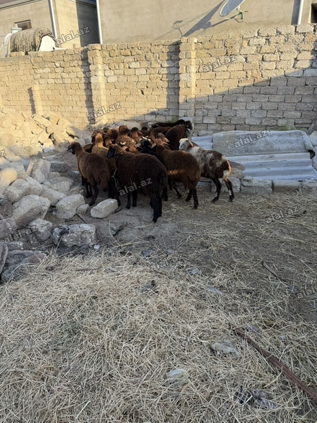 Salam aleyküm 23 baş quzdu 6 dışı 17 erken kom 320 m tek tek 280 dan