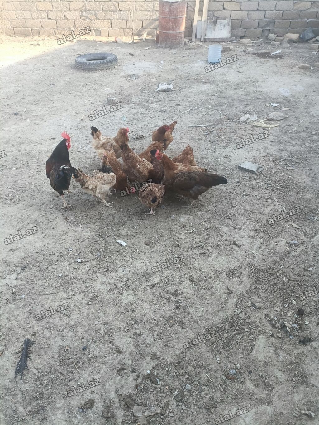 Toyuq, Yumurtalıq