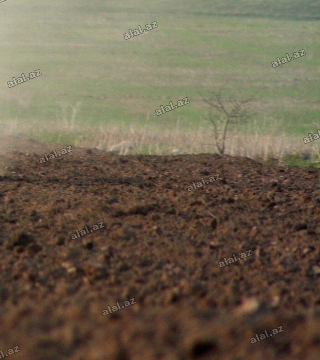 12 sot, Kupça (Çıxarış)