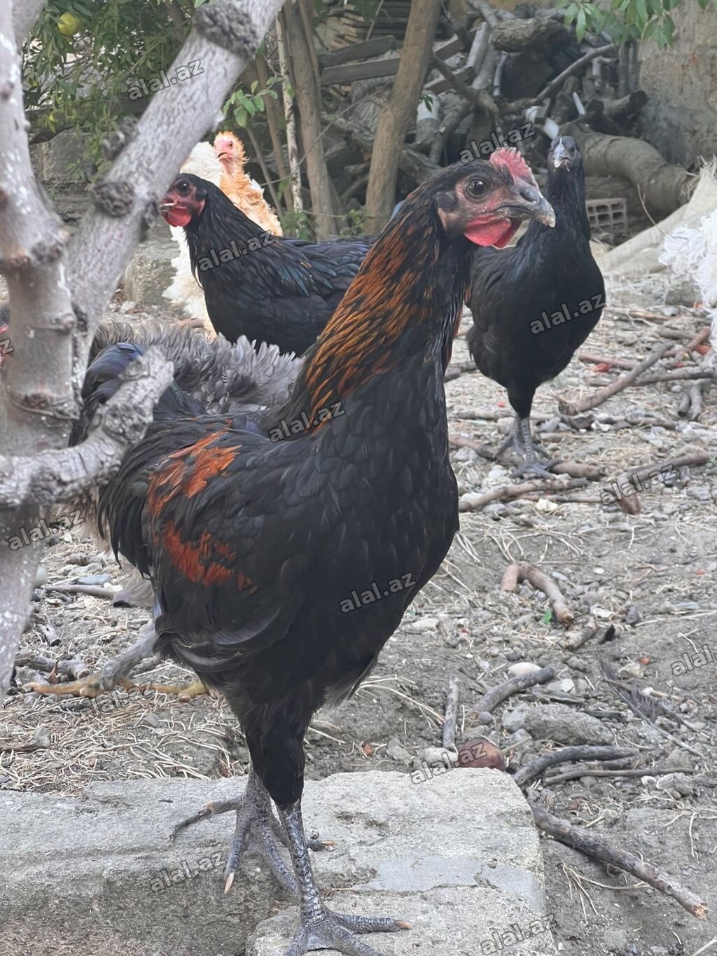 Toyuq, Damazlıq, Ünvandan götürmə