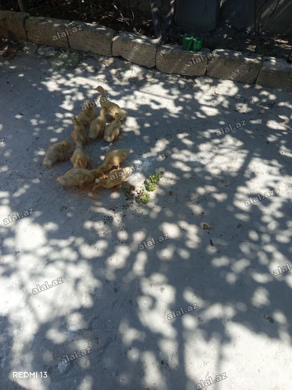 Ördək cücələri, Ətlik
