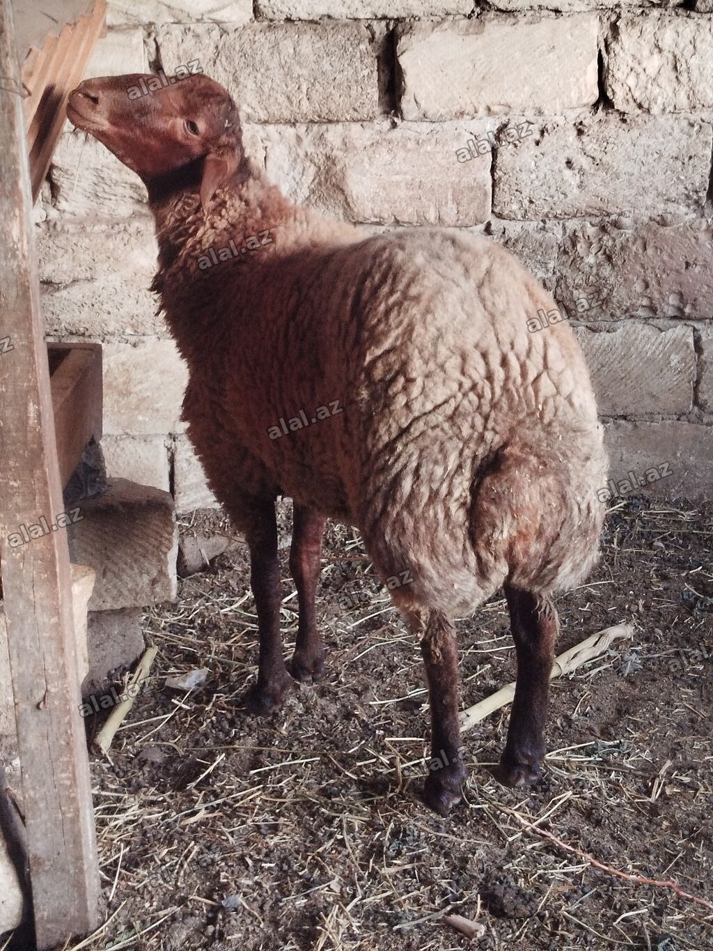 Qoyun – qala ətlik istiqamət, qəhvəyi rəngli, uzunqulaqlı. - Bədən