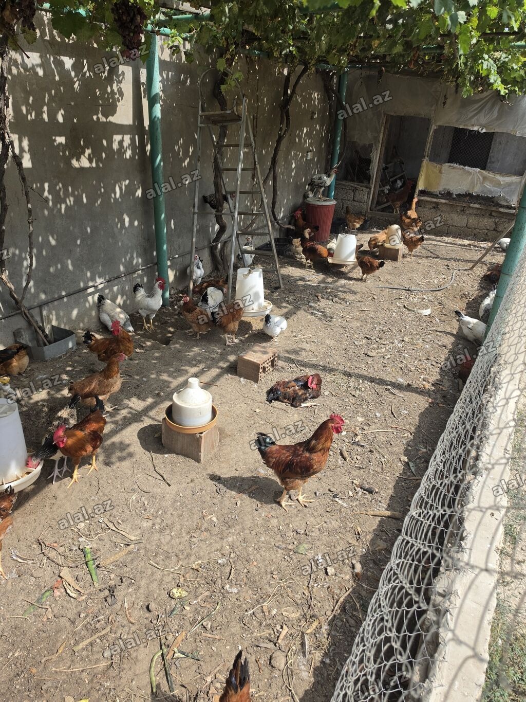 Tam sağlam vəziyyətdədir, hər bir vaksini olunub, həm yemək üçün həm