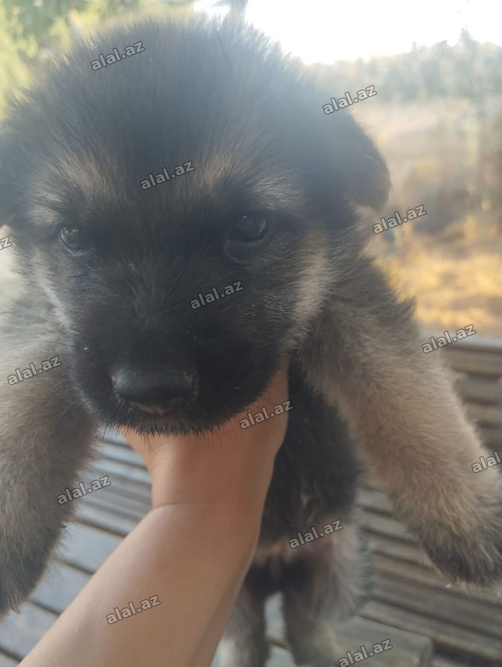 Alman çoban iti, 1 ay, Ünvandan götürmə
