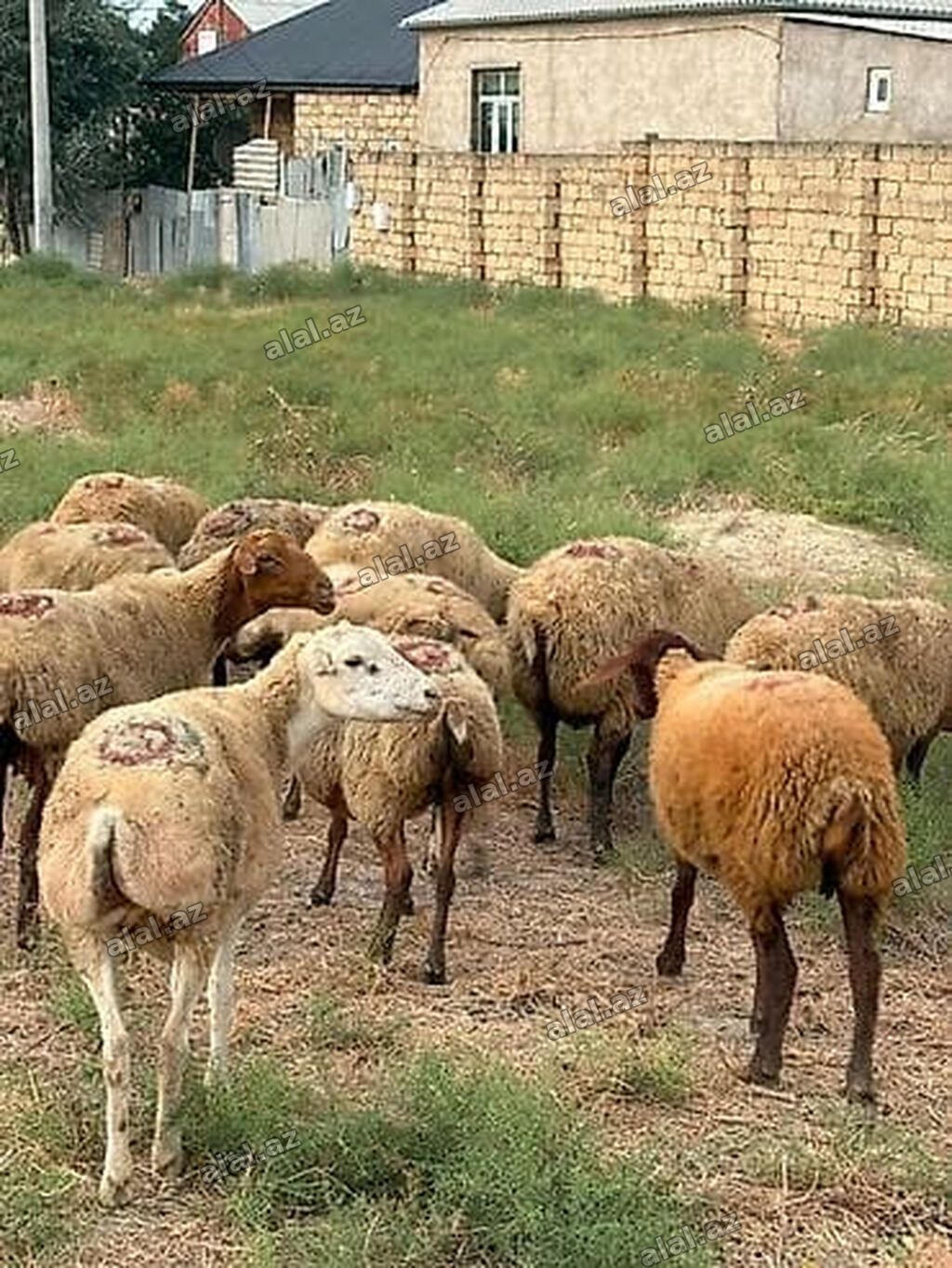 Dişi, il: 1, Damazlıq