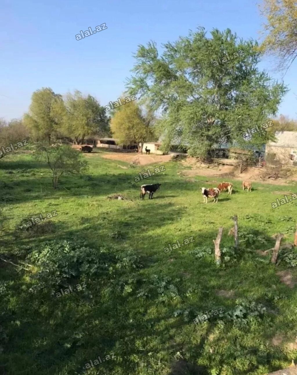 1500 sot, Kənd təsərrüfatı, Mülkiyyətçi, Kupça (Çıxarış)