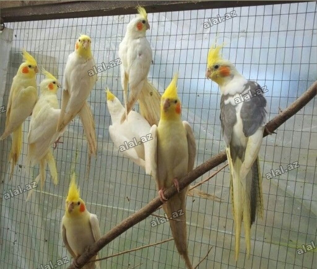 ✨ Hazır sarı elquşları satışda! 🐦✨ Parlaq sarı rəngdə, gözəl və sağlam