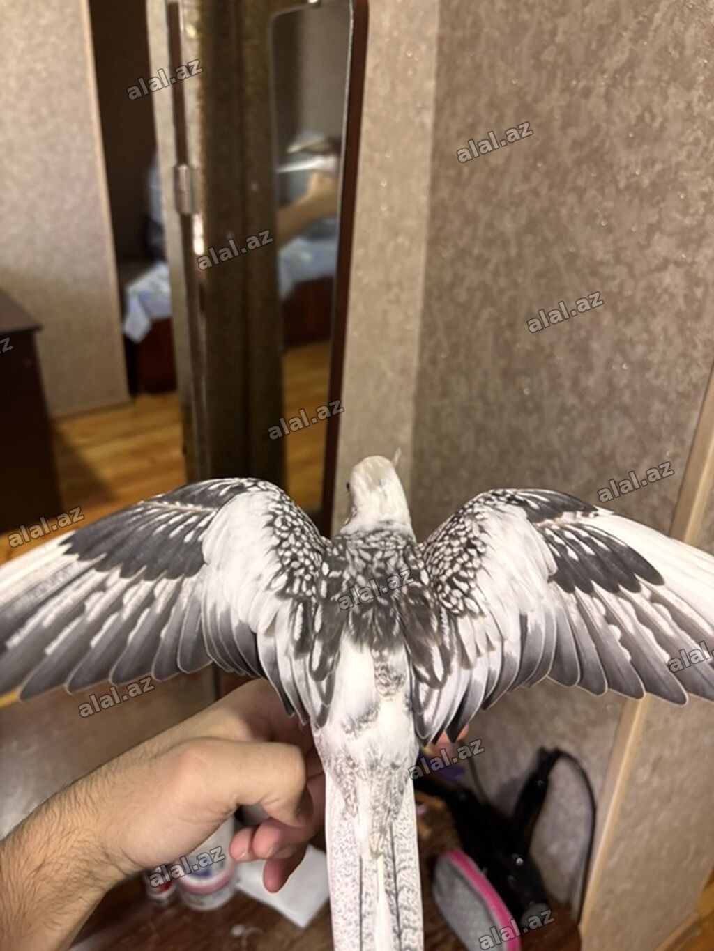 ❤️ Korella erkək, 8 aylıq tam rucnoy, dişləmir, kəndirə öygəşilmiş