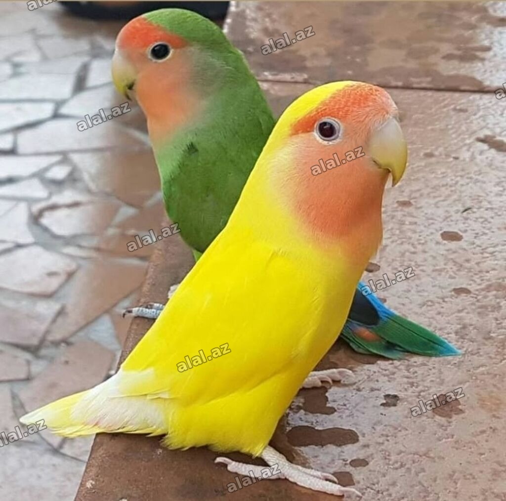 Məhsul: Ağızlı tutuquşu (lovebird) cütlüyü – rəngli mutasiyalar