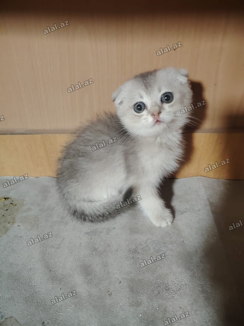 Şotland yastı qulaq