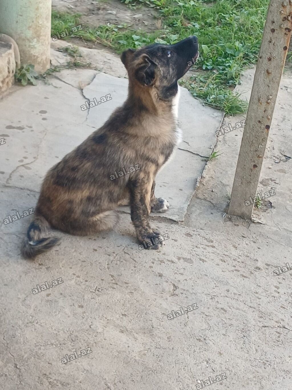 3 ay, Erkək, Peyvəndli