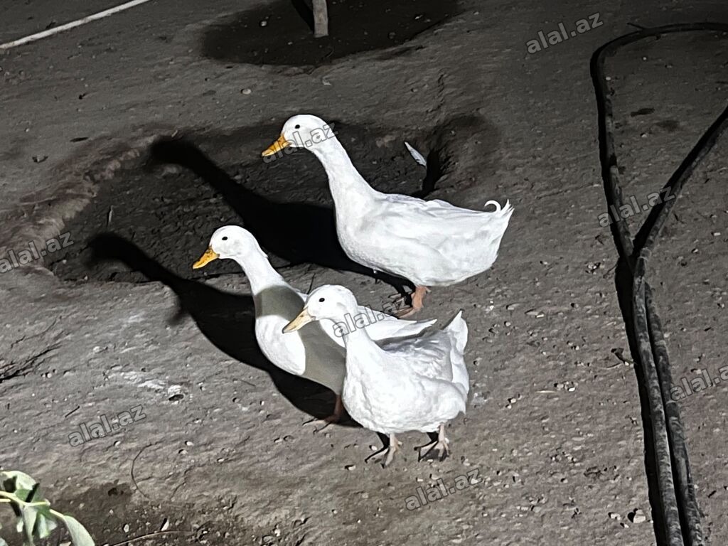 Pekin ördəyi hərgün yumurtlayırlar erkek akdiv di barter mümkündür 1 i