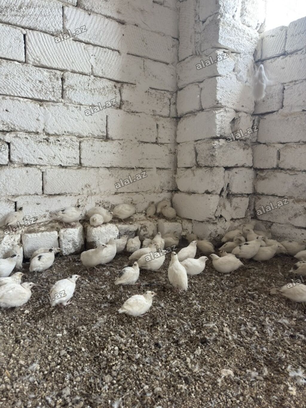 Ağ rəngli bildirçin sürüsü - Növ: yumurtalıq və ətlik istiqamətli ağ