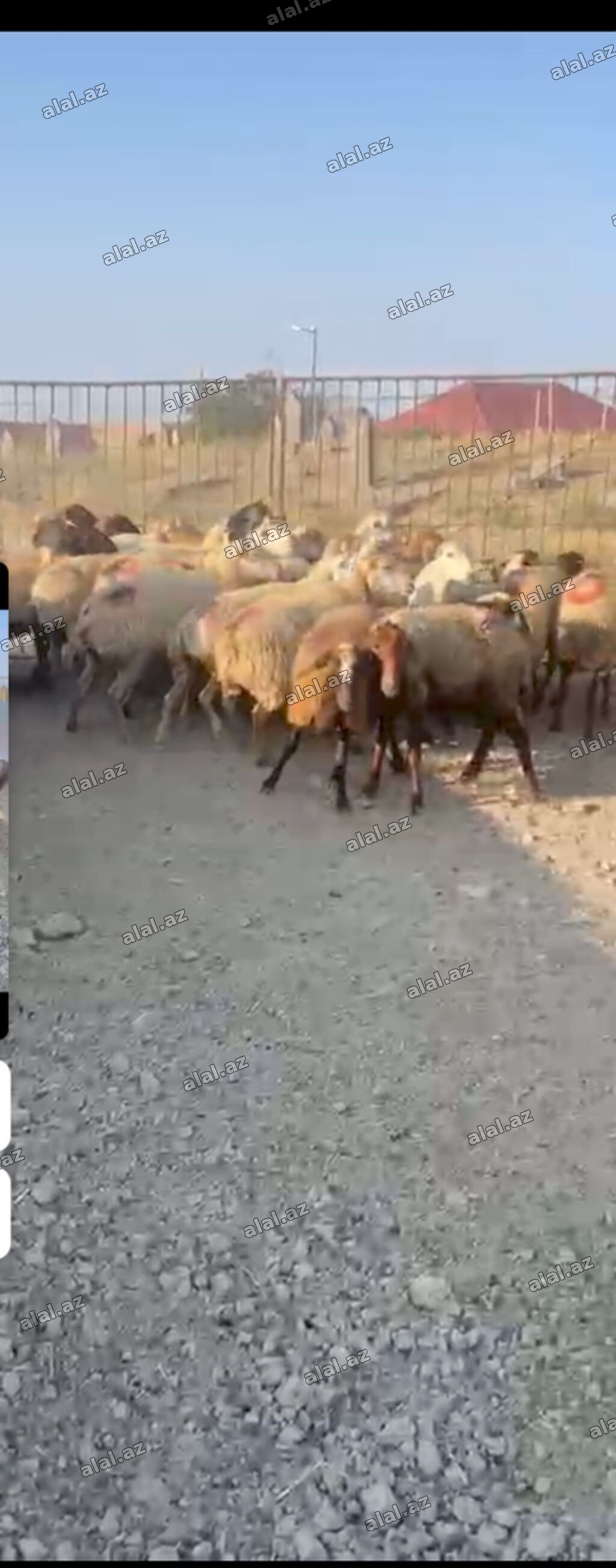 30 Eded qoyundu 1 Eded qoç 15 ededi birinci qarinidi 15 ededi ise