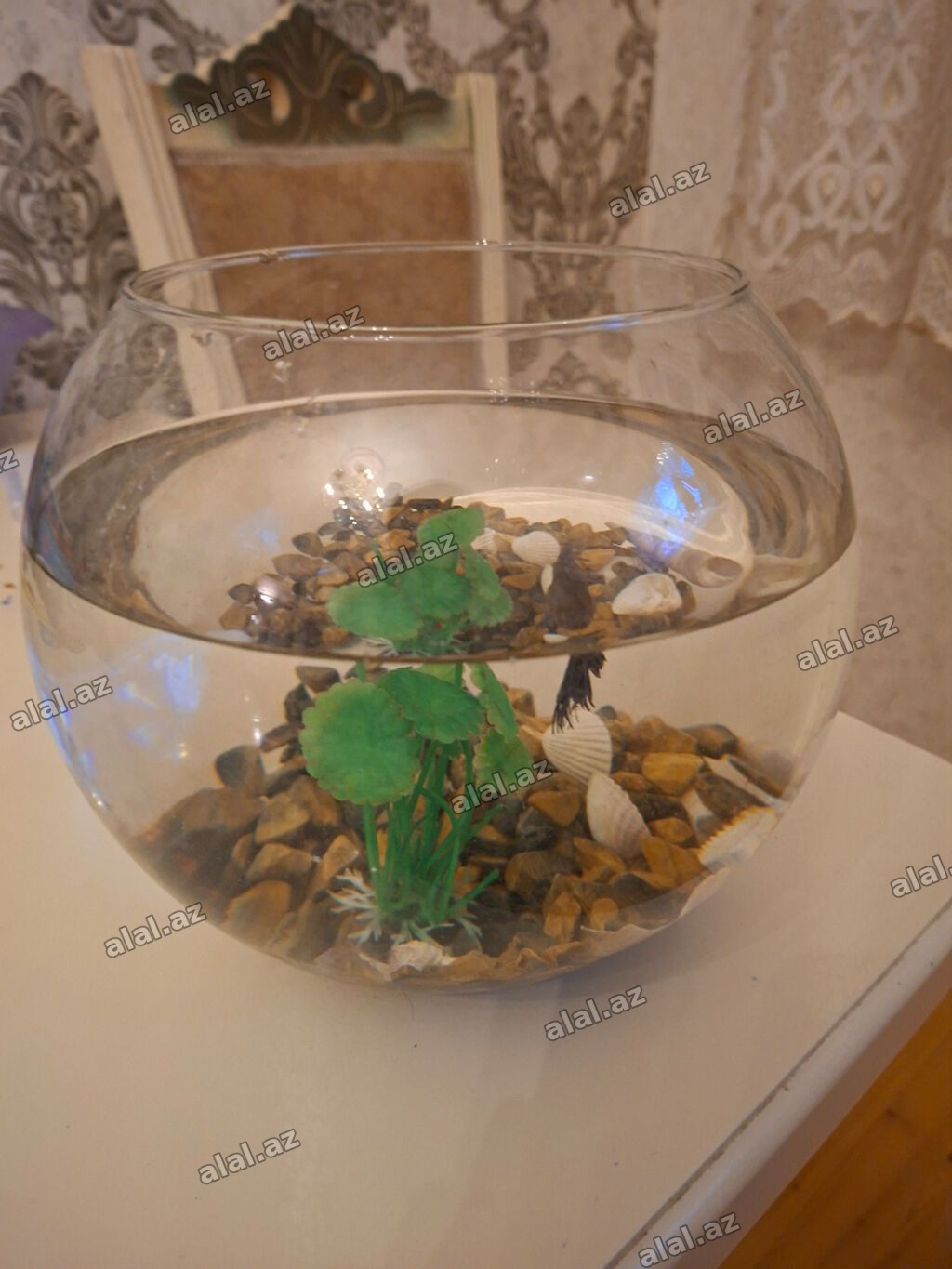Şüşə akvarium dəsti içindəki aksesuarlarla birlikdə satılır