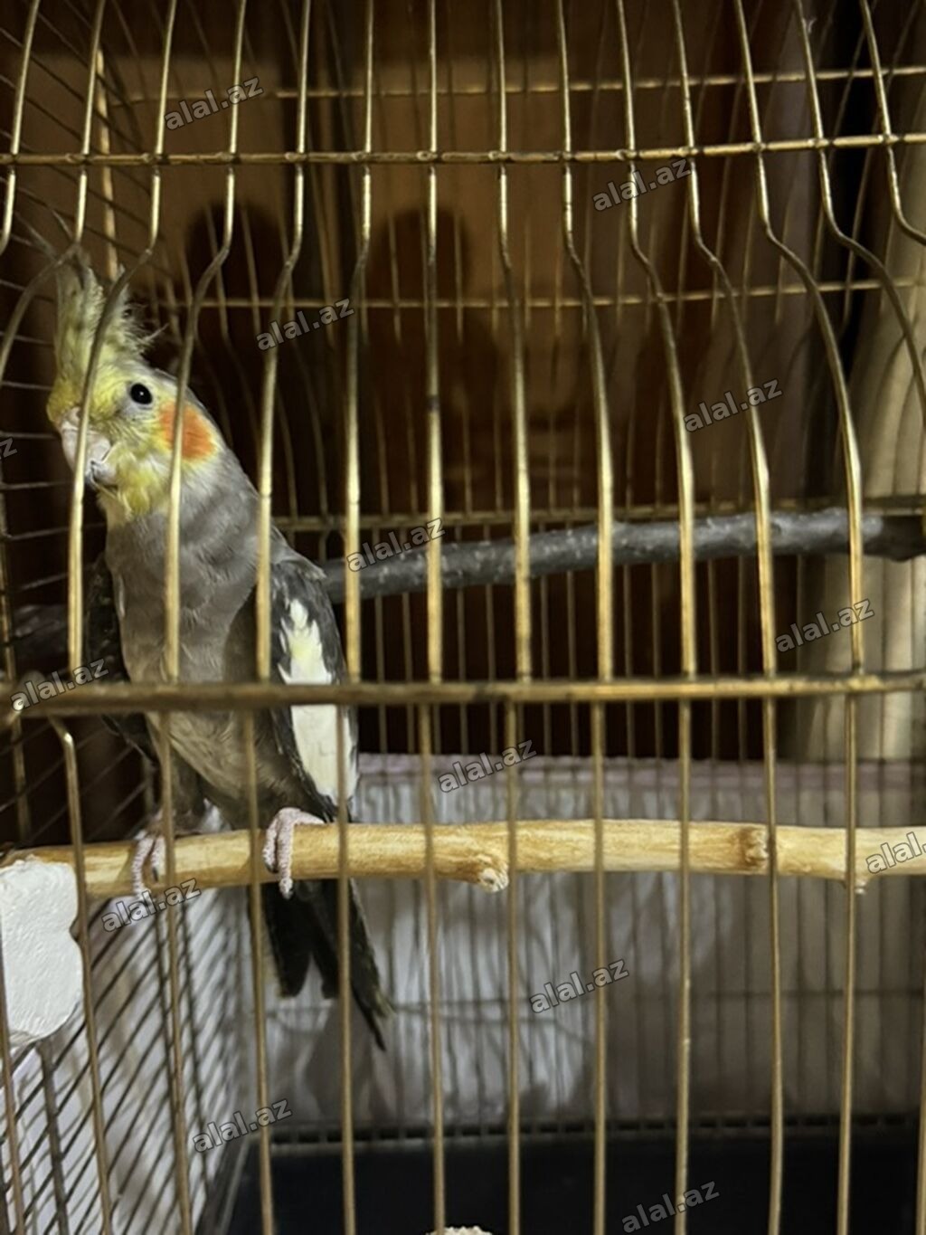 Nimfa (Cockatiel) və qəfəs dəsti Tam sağlan quşdu həmişə vitaminli
