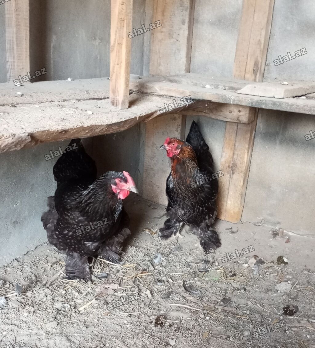 2 diş brama yumurta düşüblər 1 i 35 manat endirim olacaq buların