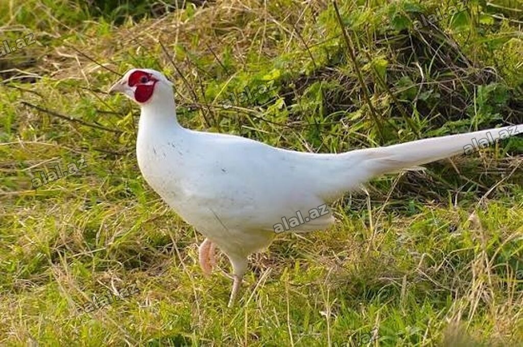 ✅ ƏN ÇOX YUMURTA VERƏN NÖV) 5 aylıq Ağ Qırqovulların erkək beçələri