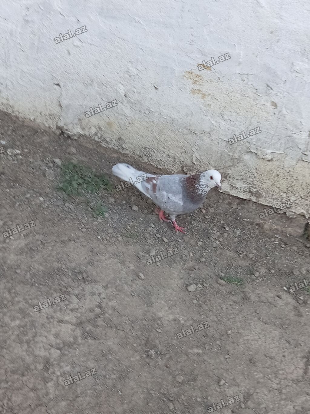 Mor agbas erkeydir tutulma qusdur unvan Neftçala rayonu