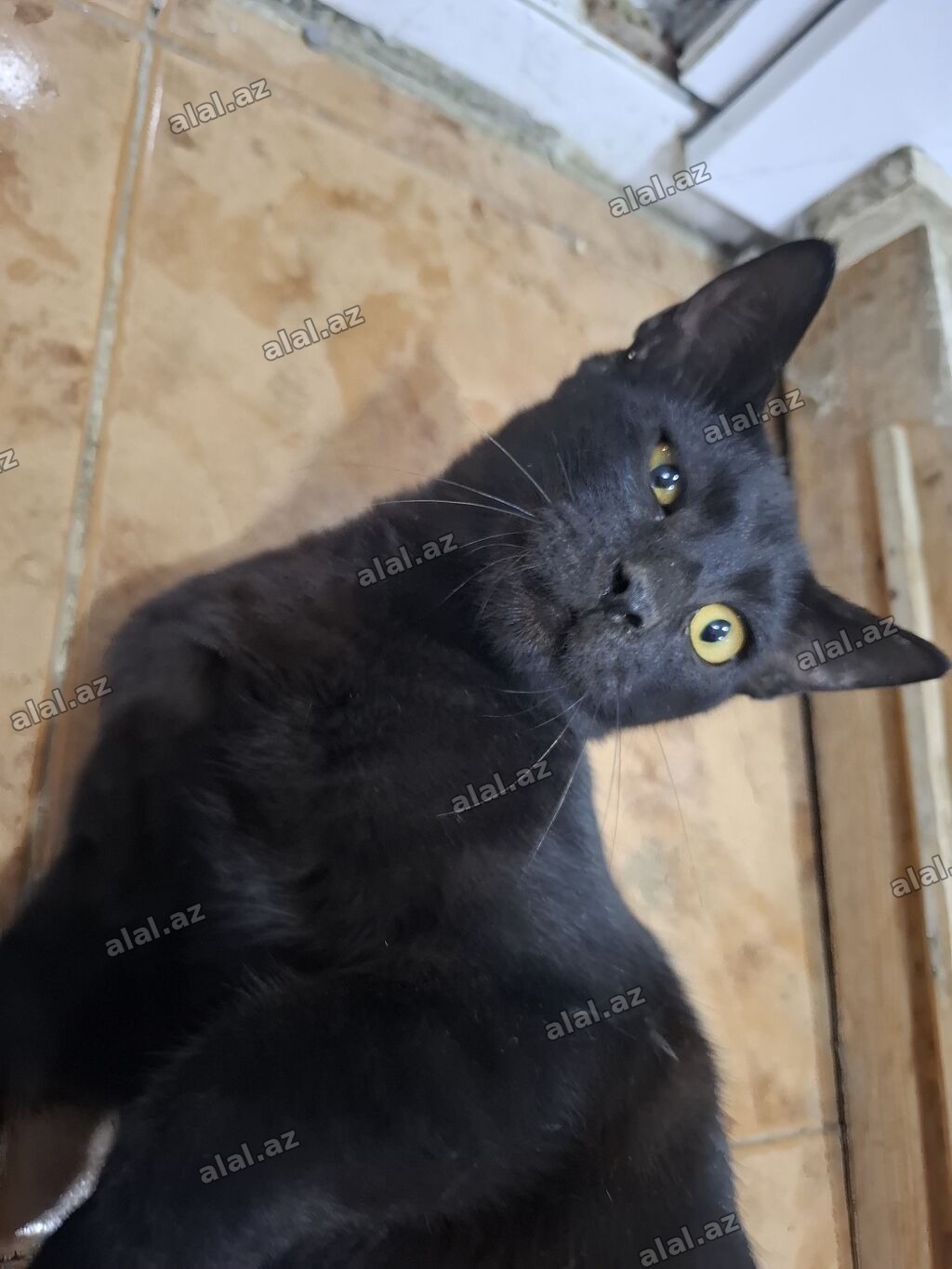 Erkək, Yaxşı əllərə, Ünvandan götürmə
