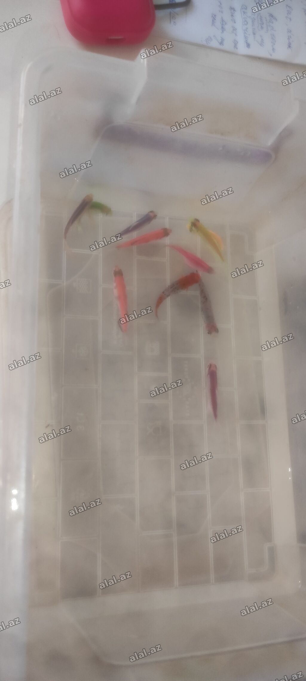 Glofish, Sülhsevər