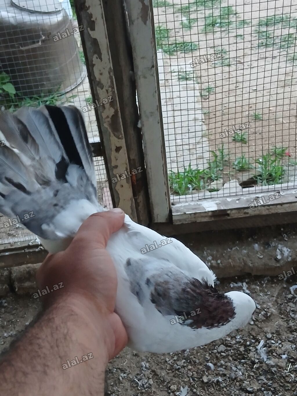 Əbreş boynu güllü ərkeydi tutulmadı sol qanadnın altında zilonkası var