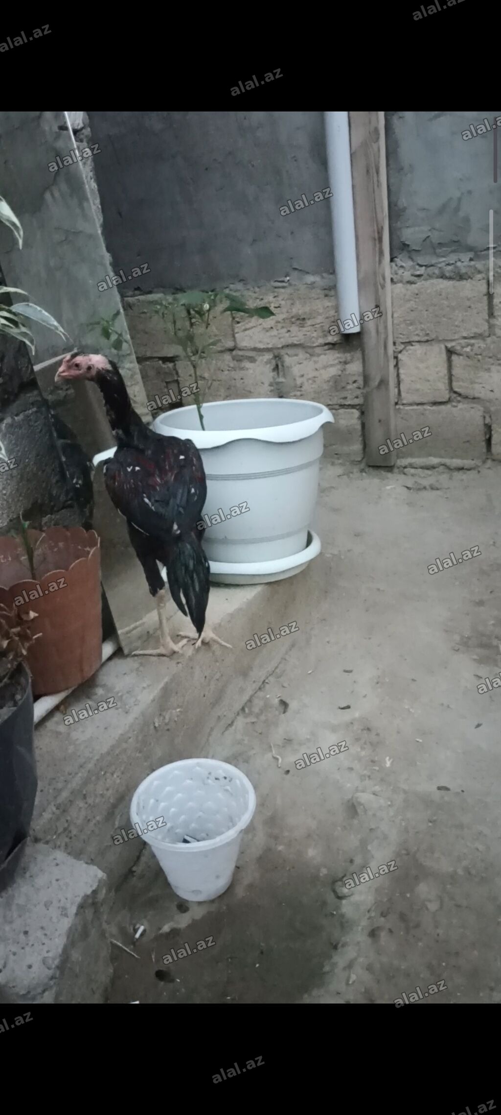4 ayndad şər yazmaqa Etyac yoxdu Atasnın döyüş vidyosu var - Uzun