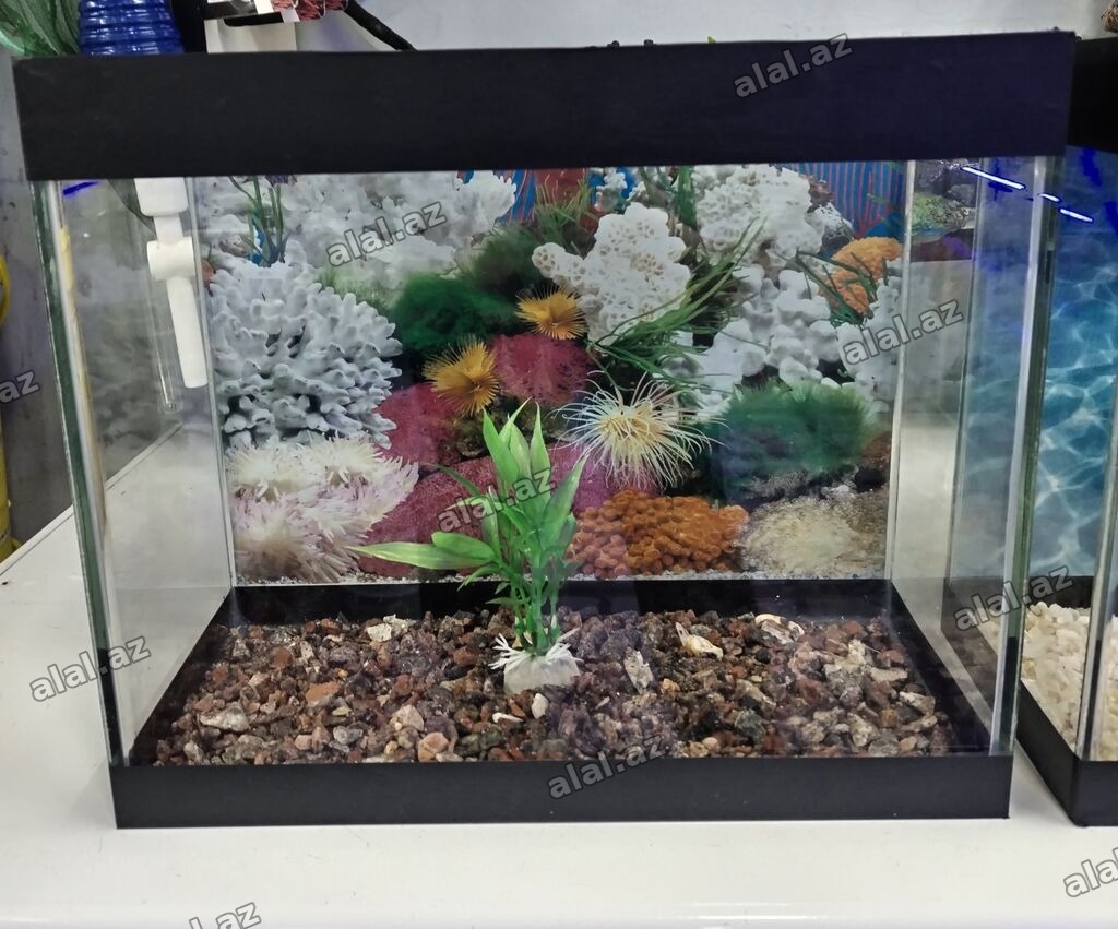 Dördbucaq akvarium, Balıqlarla birlikdə, 10 l, Ünvandan götürmə, Pulsuz çatdırıl