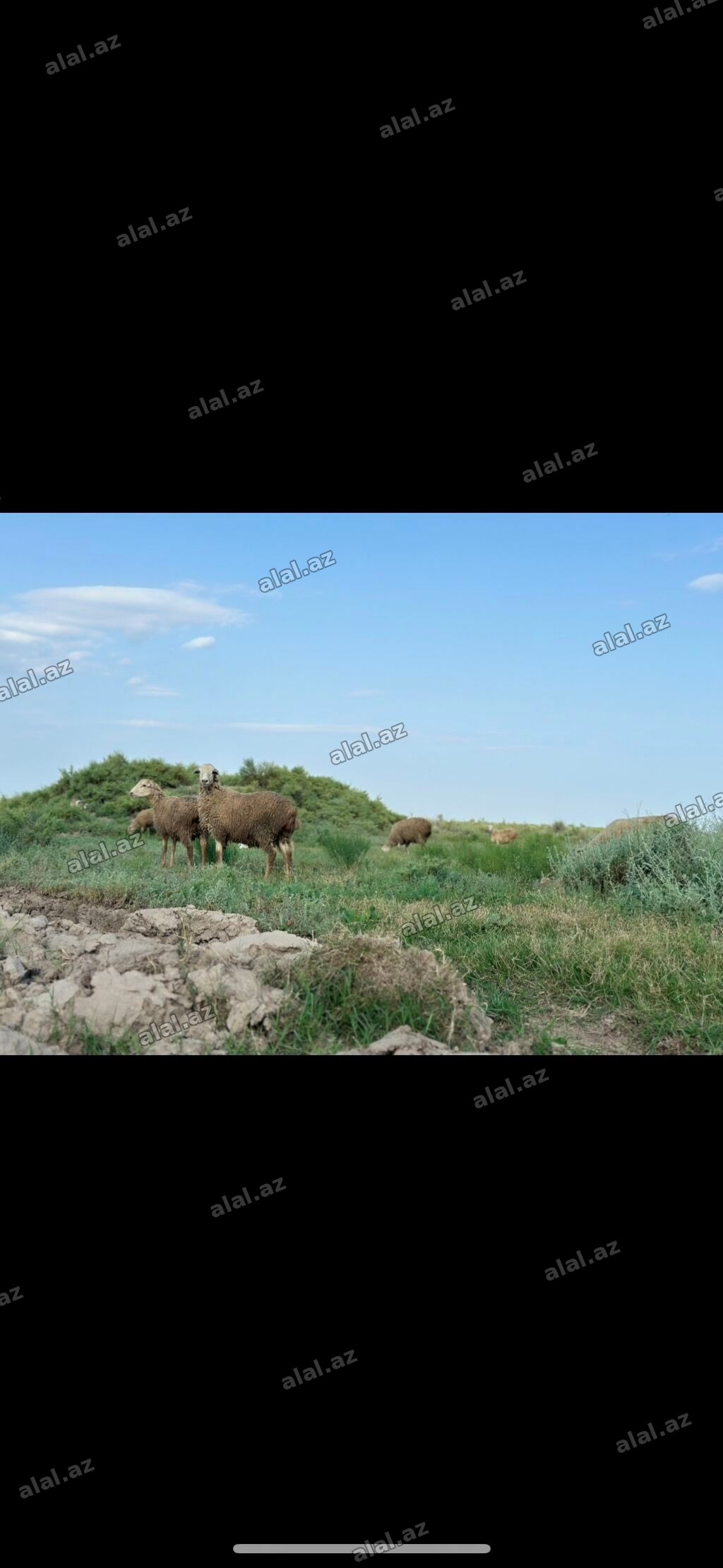 1500 sot, Kənd təsərrüfatı, Müqavilə