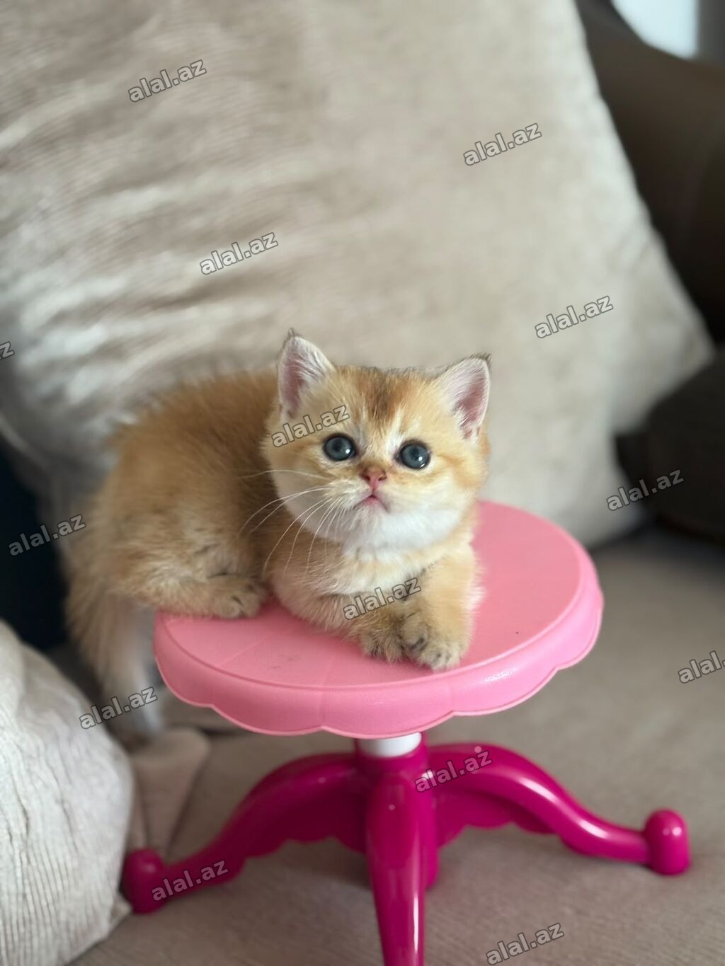 Qızıl şinşilla