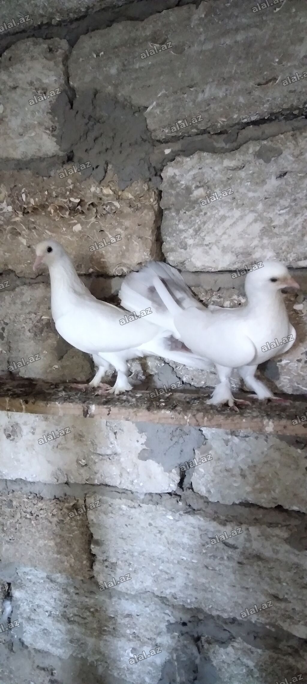 Salam boz quyrug cüt göyərçinlər hazır bala verəndi son qiymət cütü