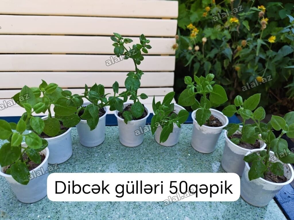 Dibçək gülləri – 50 qəpik - Kiçik ölçülü plastik dibçəklərdə sağlam