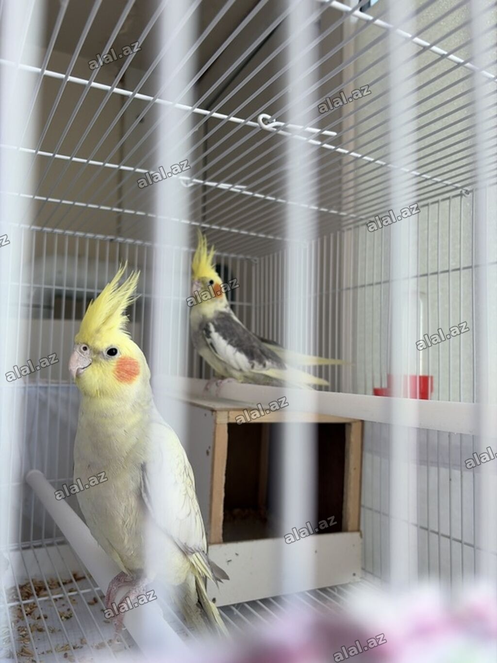 Növ: Nimfa (Cockatiel) cütü Rənglər: - İşıq sarı/krem rəngli