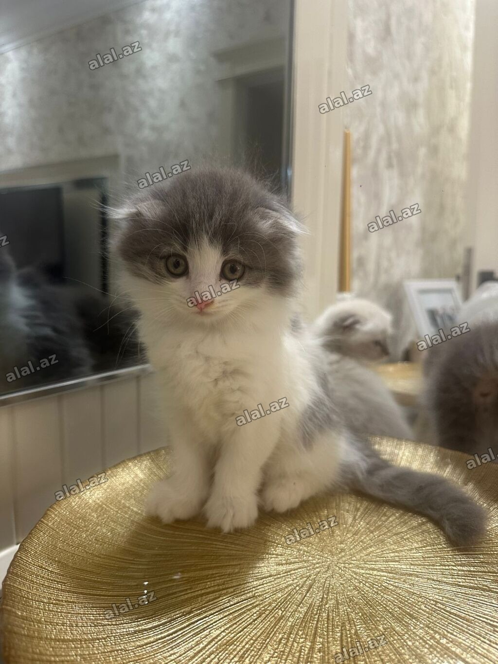 Şotland yastı qulaq