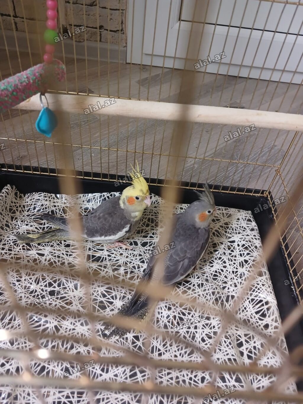 Məhsul: Nimfa (cockatiel) cütü və qəfəs Təsvir:qəfəs ilə birlikdə -