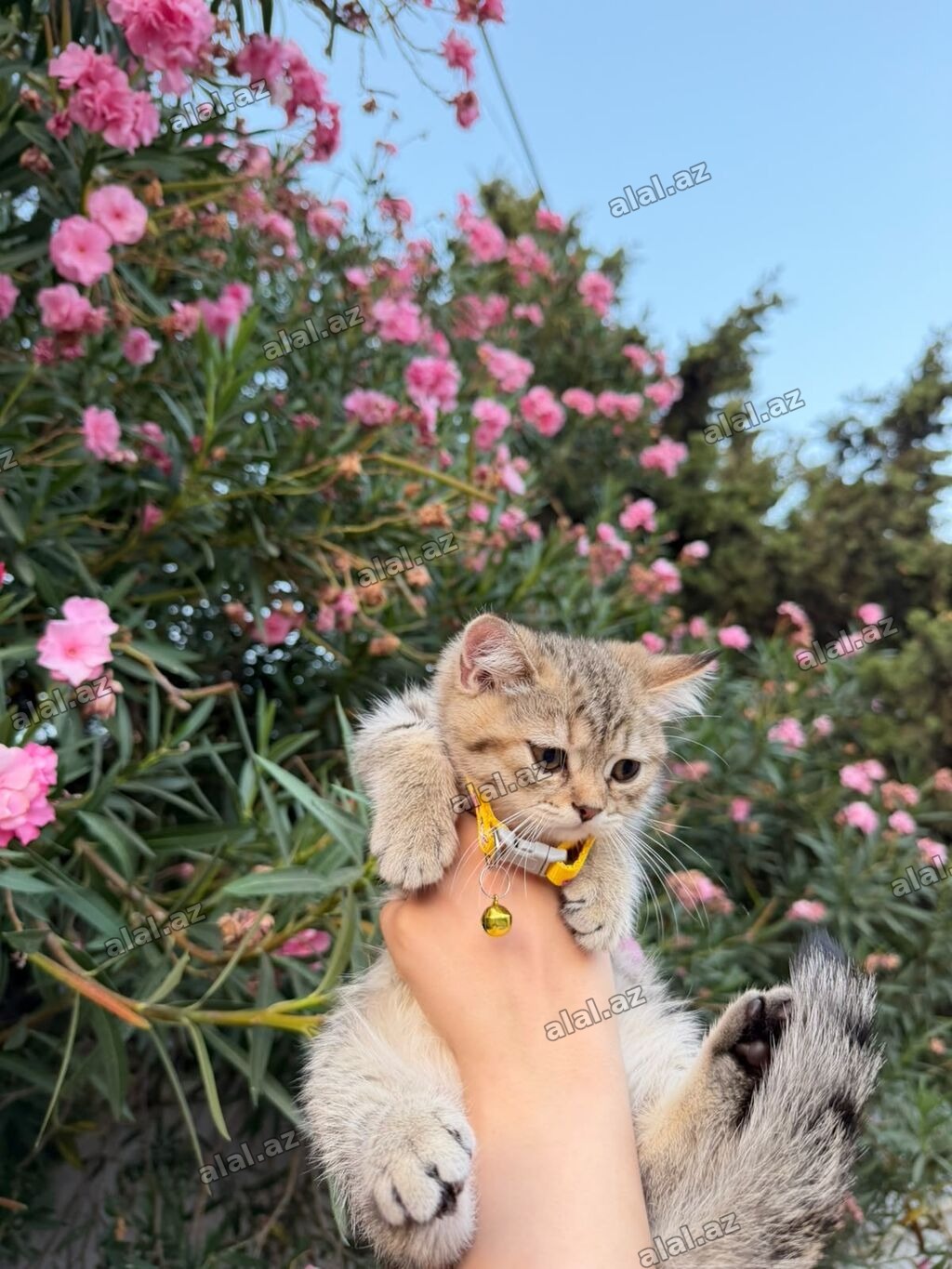 Tabbi