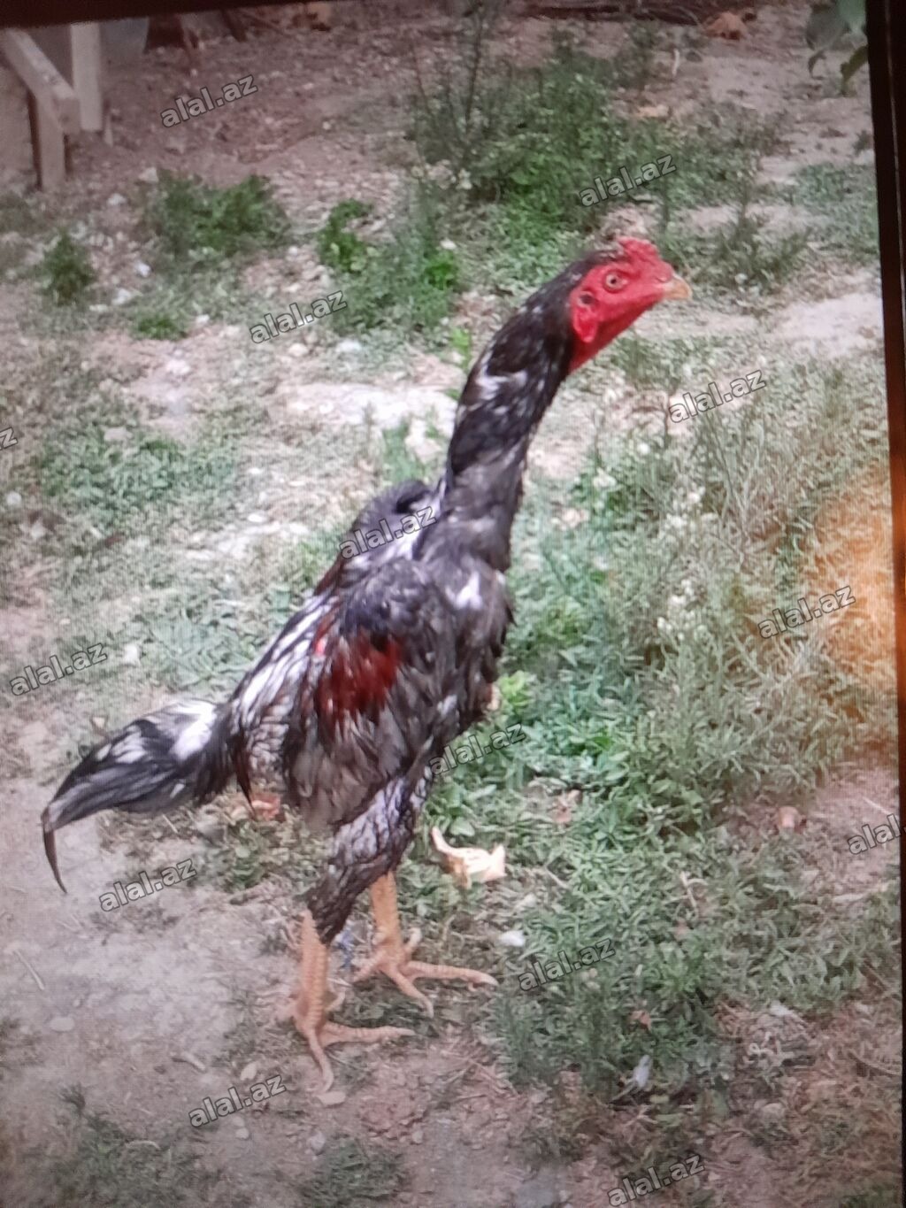 Xoruz, Heyratı, il: 1, Ödənişli çatdırılma