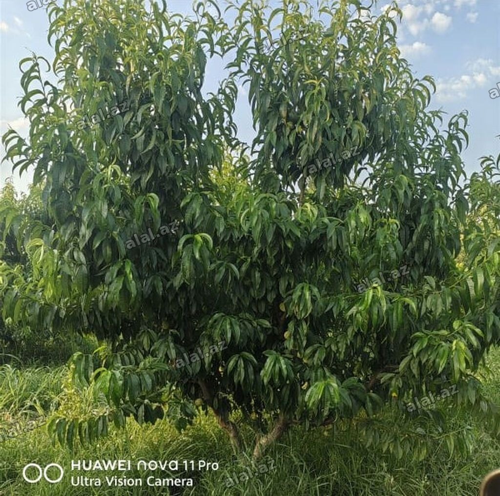 1 sot, Kənd təsərrüfatı, Mülkiyyətçi, Kupça (Çıxarış)